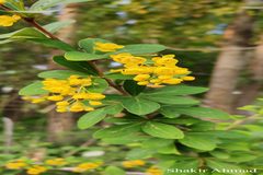 Berberis aristata